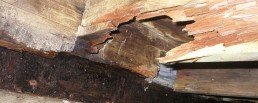 how to treat wood rot