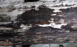 wet-rot